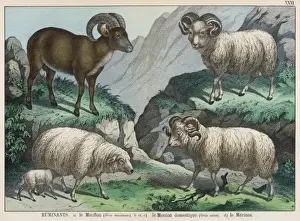Three types of sheep