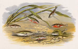 Tailed Collection: Six types of Stickleback