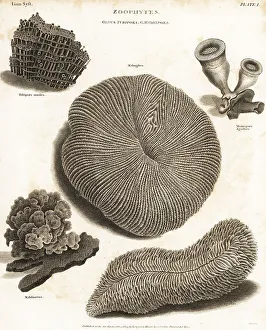Stony Coral Prints: Types of stony coral