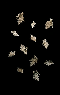 Tertiary Period Gallery: Typhis pungens, gastropod