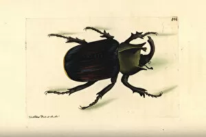 Scarab Gallery: Typhon beetle, Scarabaeus typhon