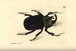 Typhon beetle, Scarabaeus typhon