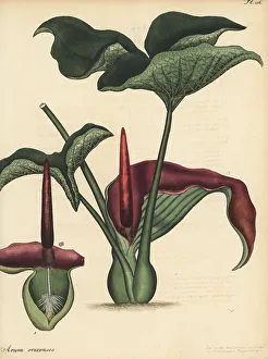 Henry Andrews Prints: Typhonium trilobatum