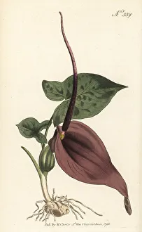 Toxic Prints: Typhonium trilobatum