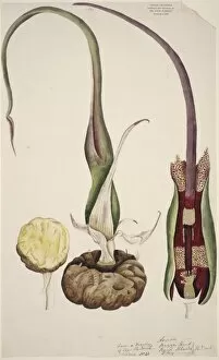 Araceae Gallery: Typhonium venosum, voodoo lily