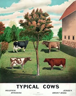 Typical Prints: Typical cows