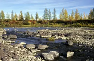 Tundra Prints: A typical small river in semi-tundra in autumn