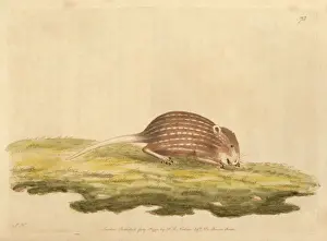 Striatus Prints: Typical striped grass mouse, Lemniscomys striatus