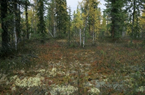 Siberia Collection: Typical taiga forest floor in Autumn with lichens