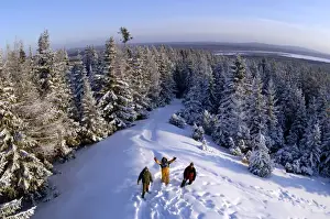 Taiga Prints: A typical view over coniferous taiga-forest