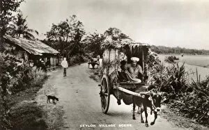 Oxen Gallery: Typical village scene, Ceylon (Sri Lanka)