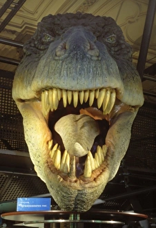 Lepidosaur Gallery: Tyrannosaurus rex