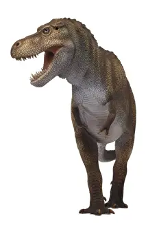 Tyrannosaurus rex