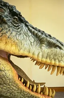 Tyrannosaurus rex