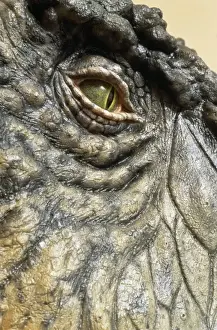 Tyrannosaurus rex