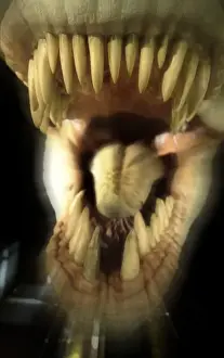 Tyrannosaurus rex