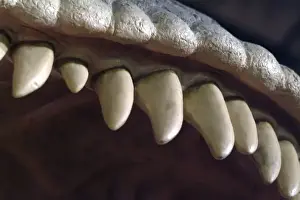 Tyrannosaurus rex