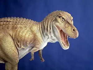 Tyrannosaurus rex