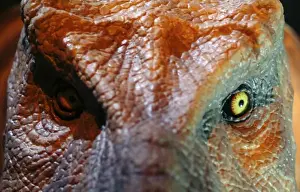Tyrannosaurus rex