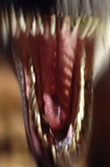 Tyrannosaurus rex