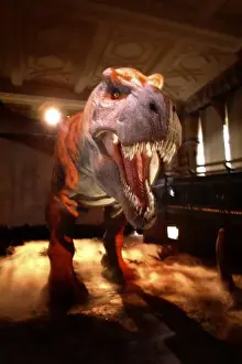 Tyrannosaurus rex