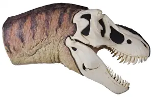 Tyrannosaurus rex