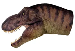 Tyrannosaurus rex