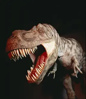 Tyrannosaurus rex