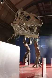 Tyrannosaurus rex skeleton