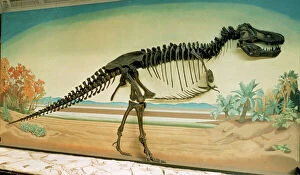Cretaceous Collection: Tyrannosaurus rex skeleton