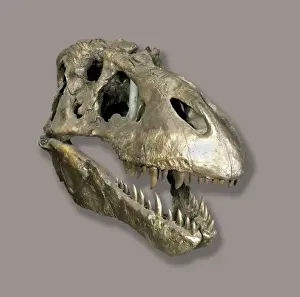 Bipedal Prints: Tyrannosaurus rex skull