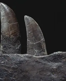 Lepidosaur Prints: Tyrannosaurus rex teeth