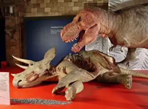 Tyrannosaurus rex with Triceratops
