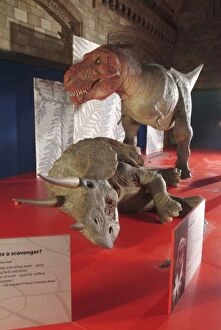 Animatronic Gallery: Tyrannosaurus rex with Triceratops, Upper Cretaceous dinosau