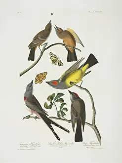 Fly Catcher Prints: Tyrannus verticalis, Tyrannus forficatus, Sayornis saya