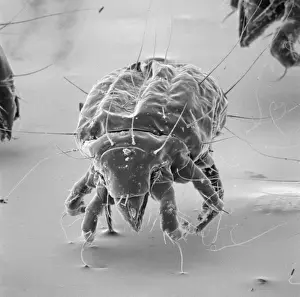 Tyrophagus casei, cheese mite
