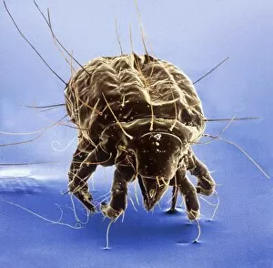 Microscope Image Collection: Tyrophagus casei, cheese mite