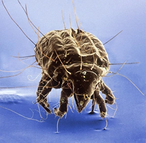 Acarina Gallery: Tyrophagus casei, cheese mite