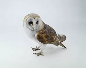 Mottled Collection: Tyto alba, barn owl