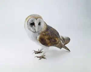 Barn Prints: Tyto alba, barn owl