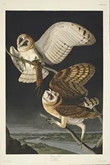 Tyto alba, barn owl
