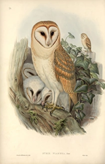 Tyto alba, barn owl