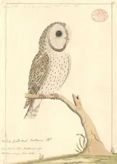 Tyto alba, barn owl