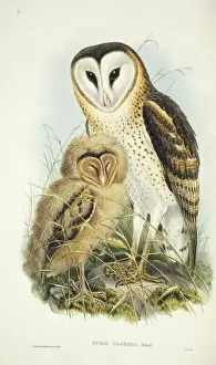 Tyto capensis, grass owl
