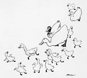 Andersen Gallery: Ugly Duckling 1