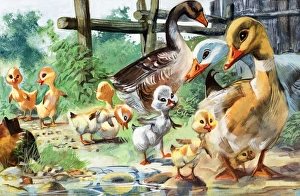 Images Dated 23rd October 2006: The Ugly Duckling
