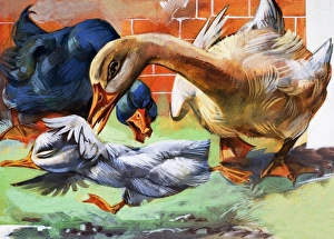 Images Dated 2nd November 2006: The Ugly Duckling