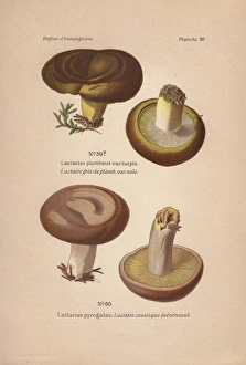 Ugly Gallery: Ugly milk-cap Lactarius turpis and poisonous