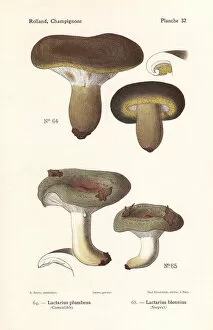 Fungus Collection: Ugly milkcap and slimy milkcap
