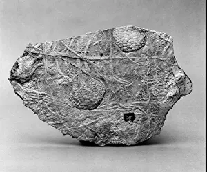 Mesozoic Prints: Uintacrinus, stemless crinoid